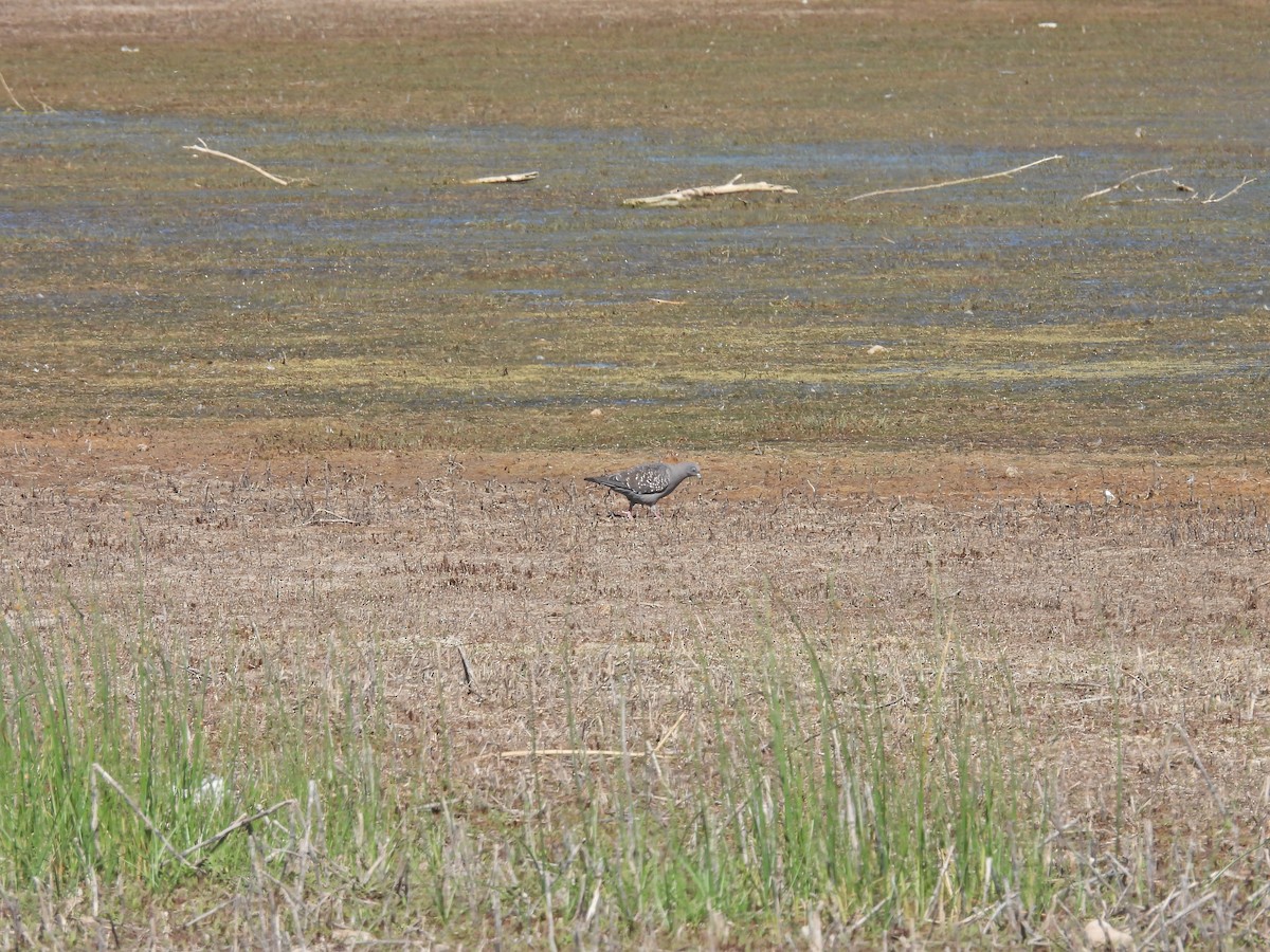 Spot-winged Pigeon - ML647554972