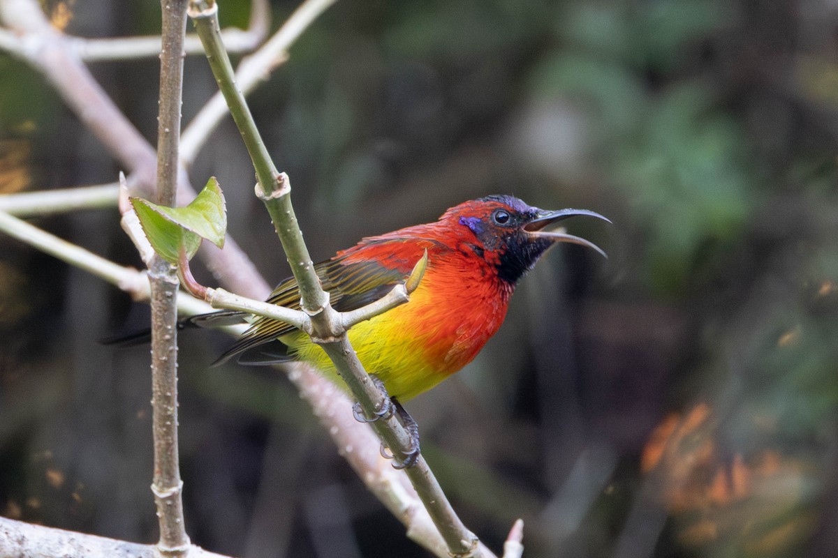 Mrs. Gould's Sunbird - ML647554975
