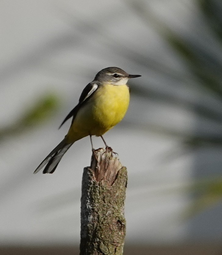 Gray Wagtail - ML647554977