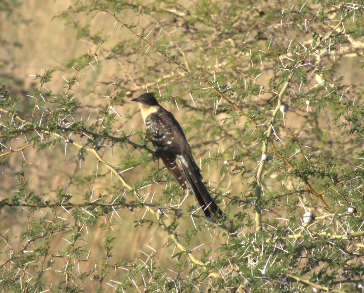 Зозуля чубата - ML647554980