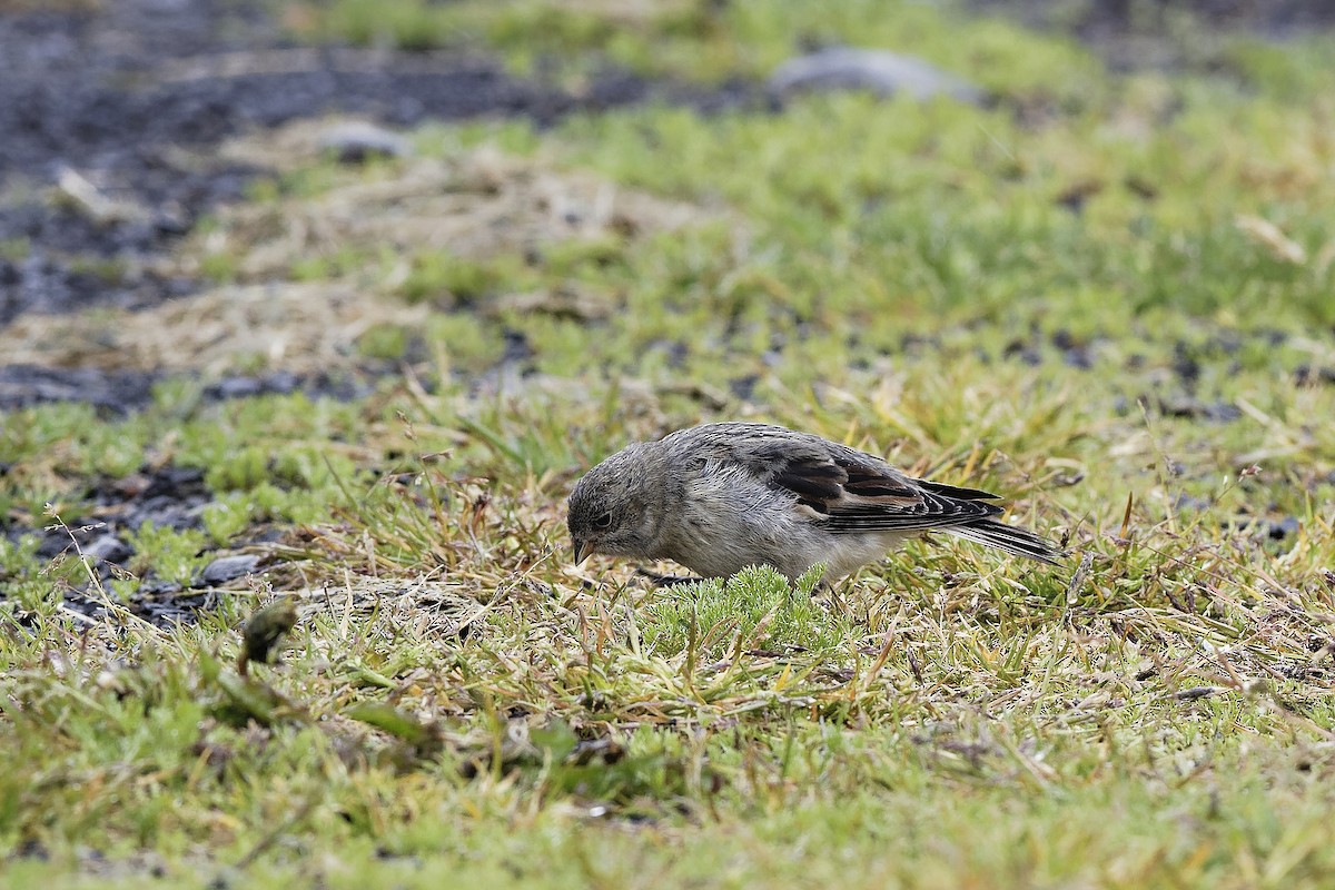 גיבתון שלג - ML647554984