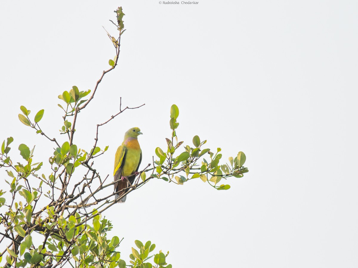 Orange-breasted Green-Pigeon - ML647554985