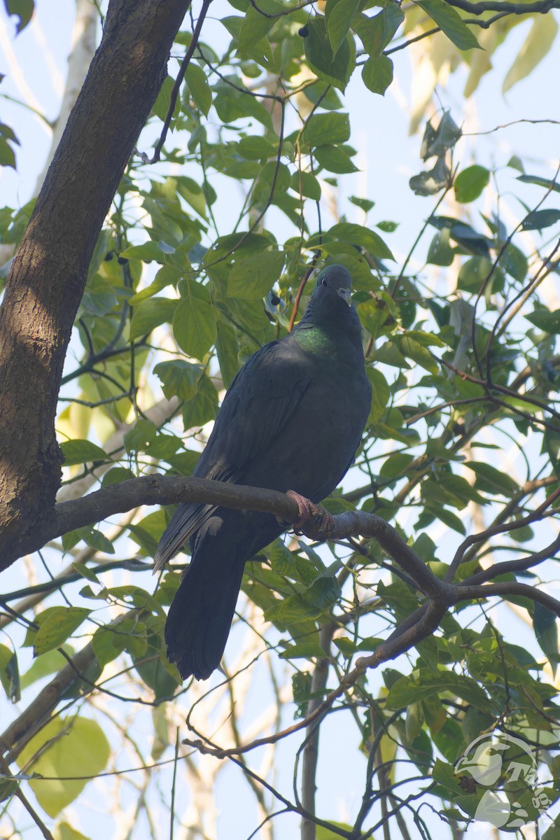 Mor Japon Güvercini - ML647555006