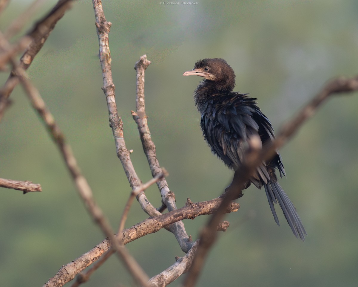 Баклан яванський - ML647555009