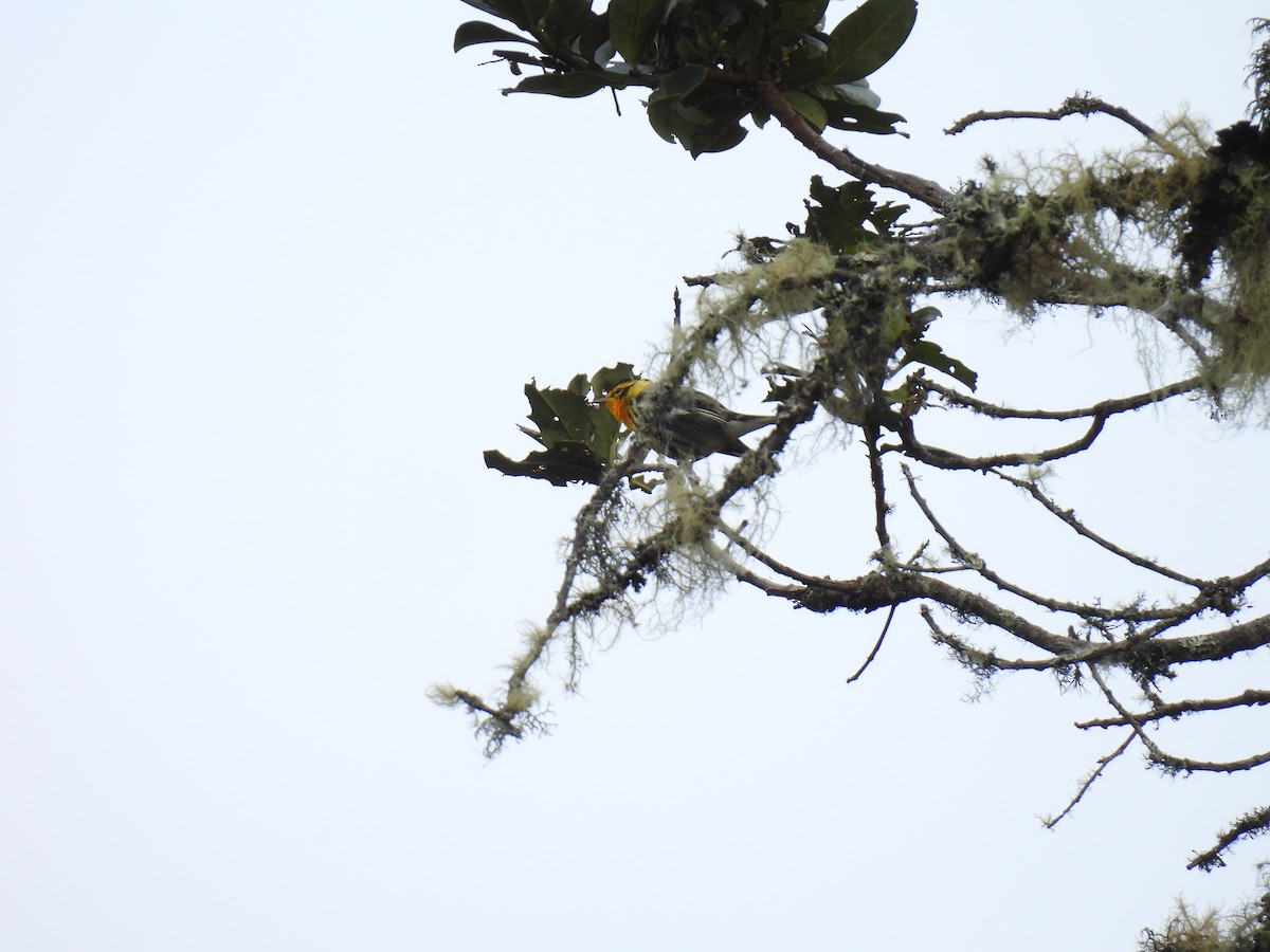 Blackburnian Warbler - ML647555047