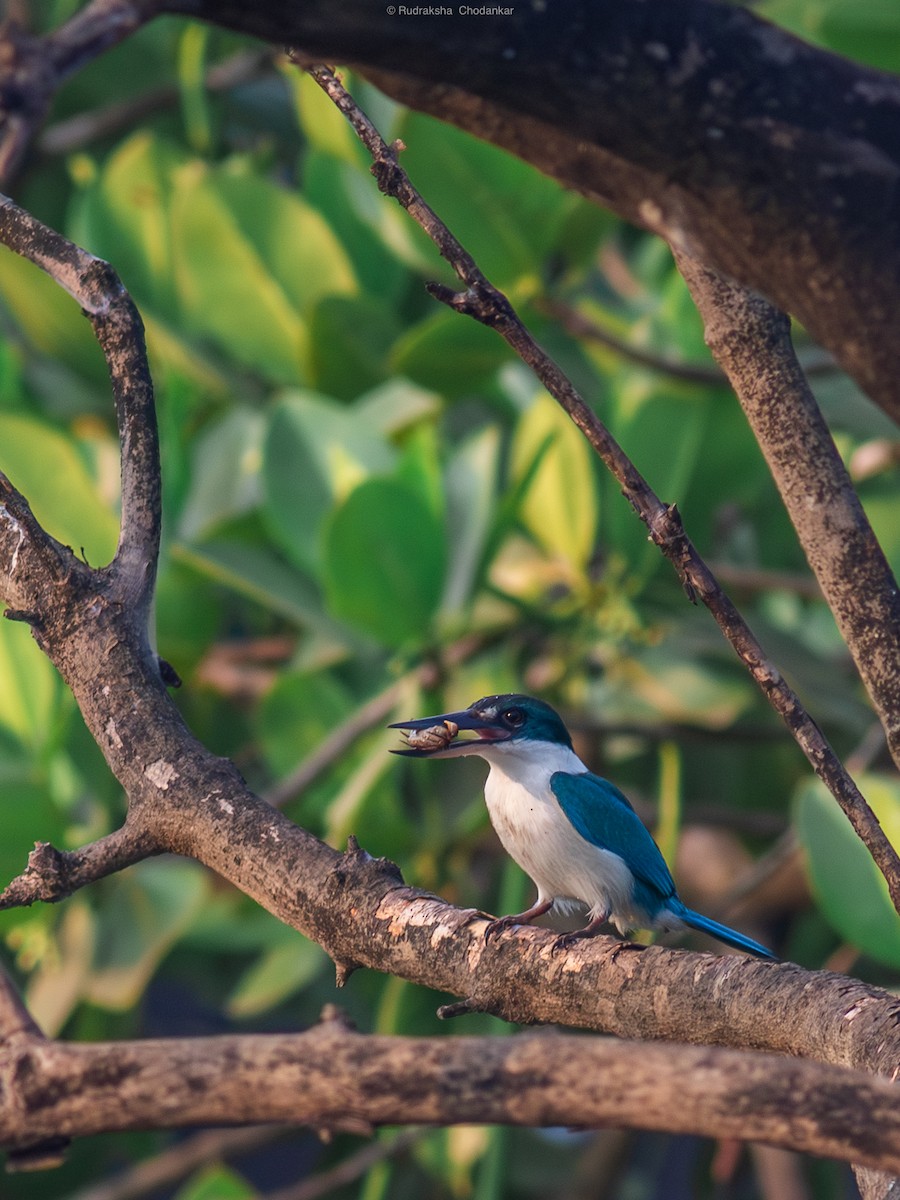 Альціон білошиїй - ML647555051