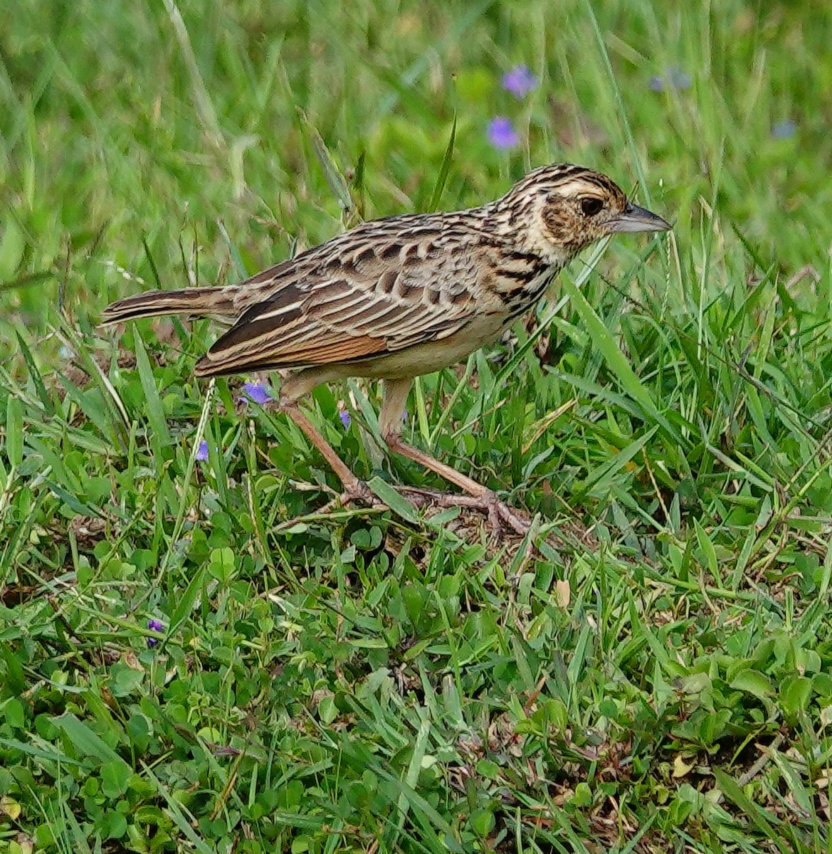 Фірлюк індійський - ML647555090