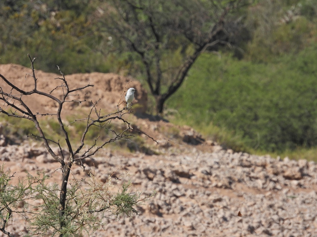 Монжита біла - ML647555098