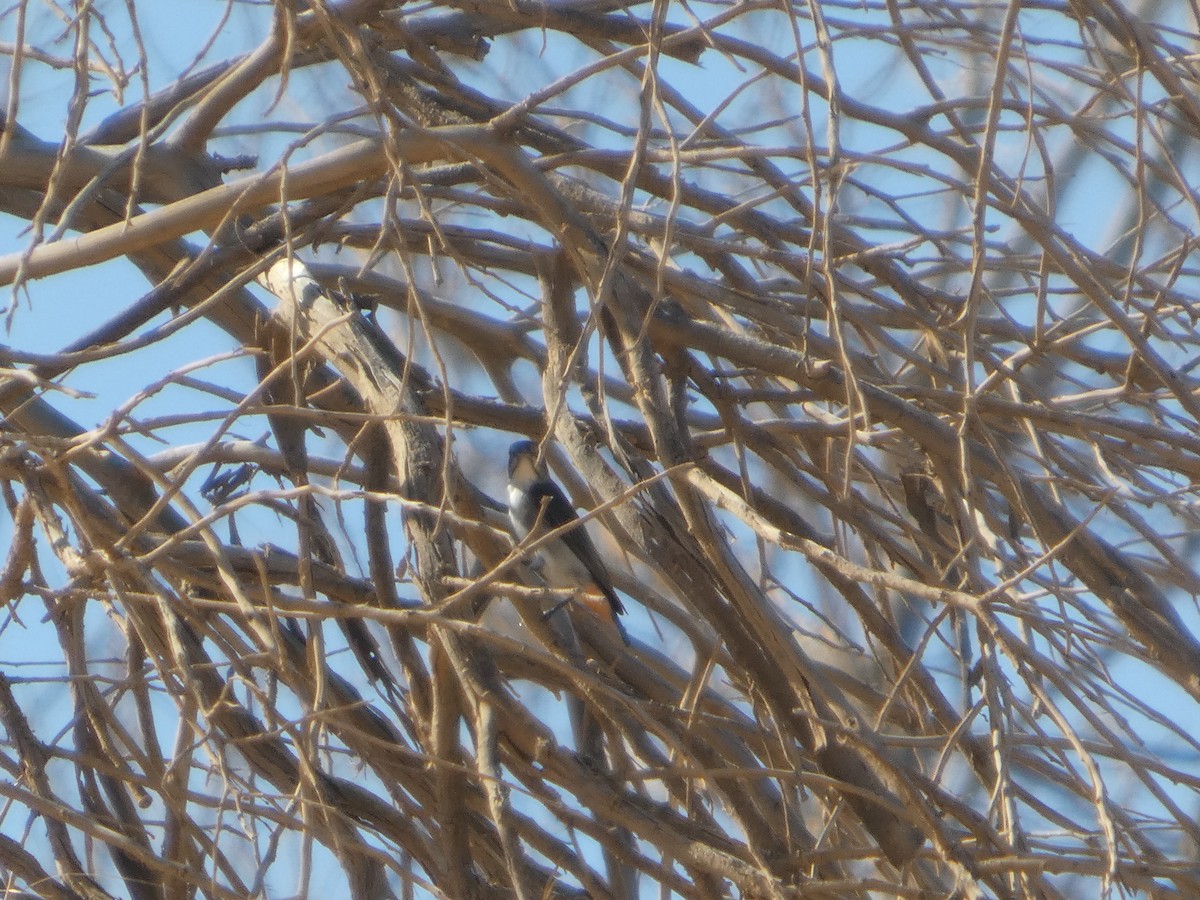 Квіткоїд австралійський - ML647555100