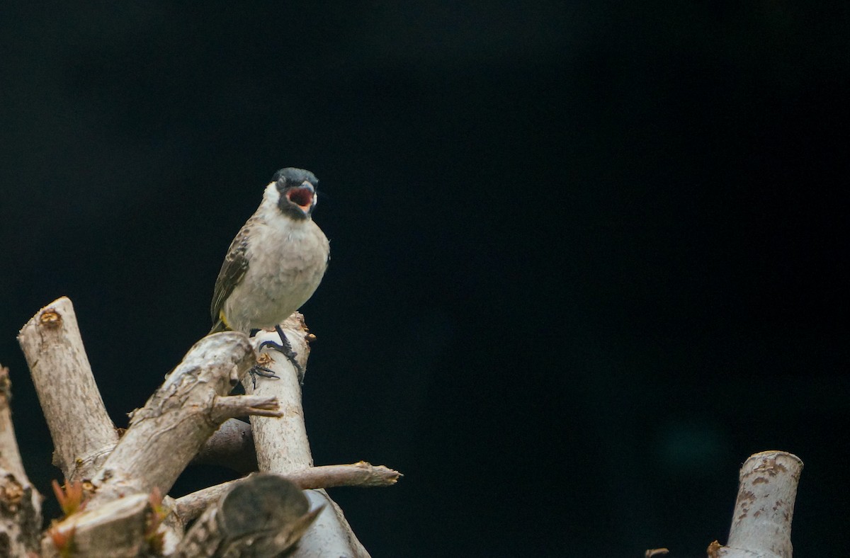 Бюльбюль індокитайський - ML647555102