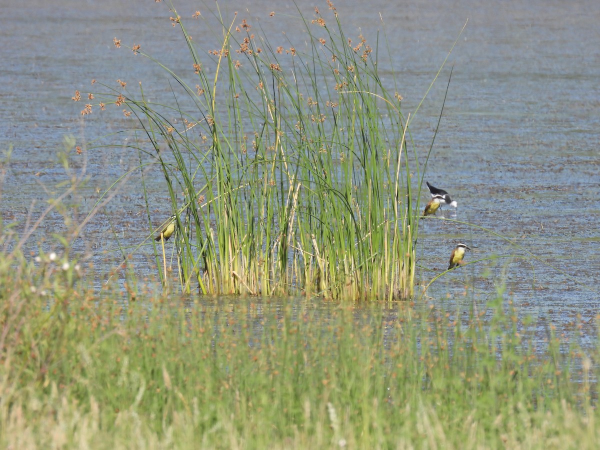 Пітанга велика - ML647555104
