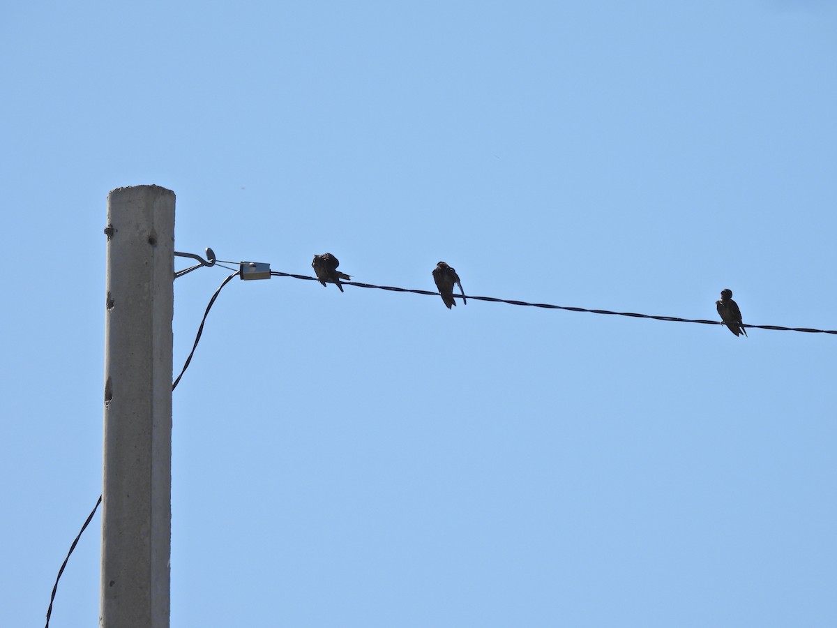 Ластівка сільська - ML647555107