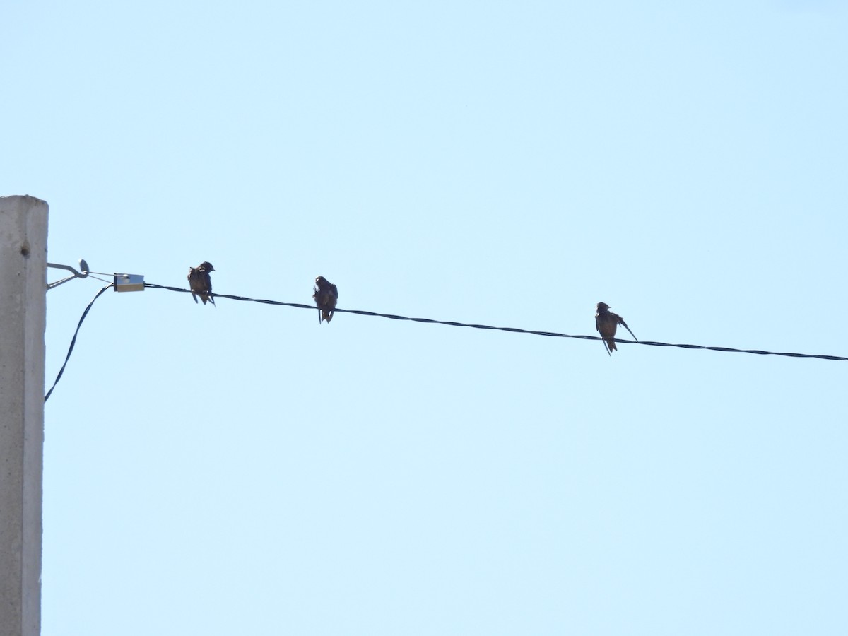 Ластівка сільська - ML647555108