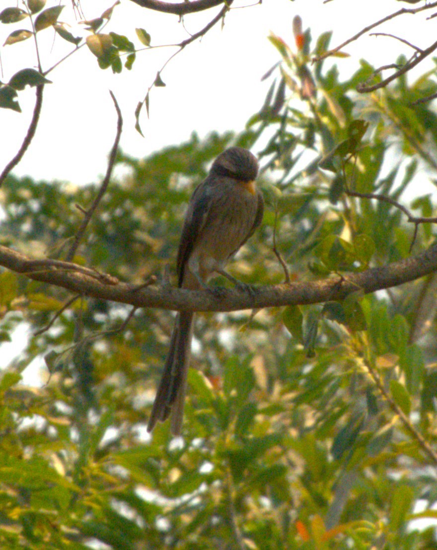 Сорокопуд жовтодзьобий - ML647555109