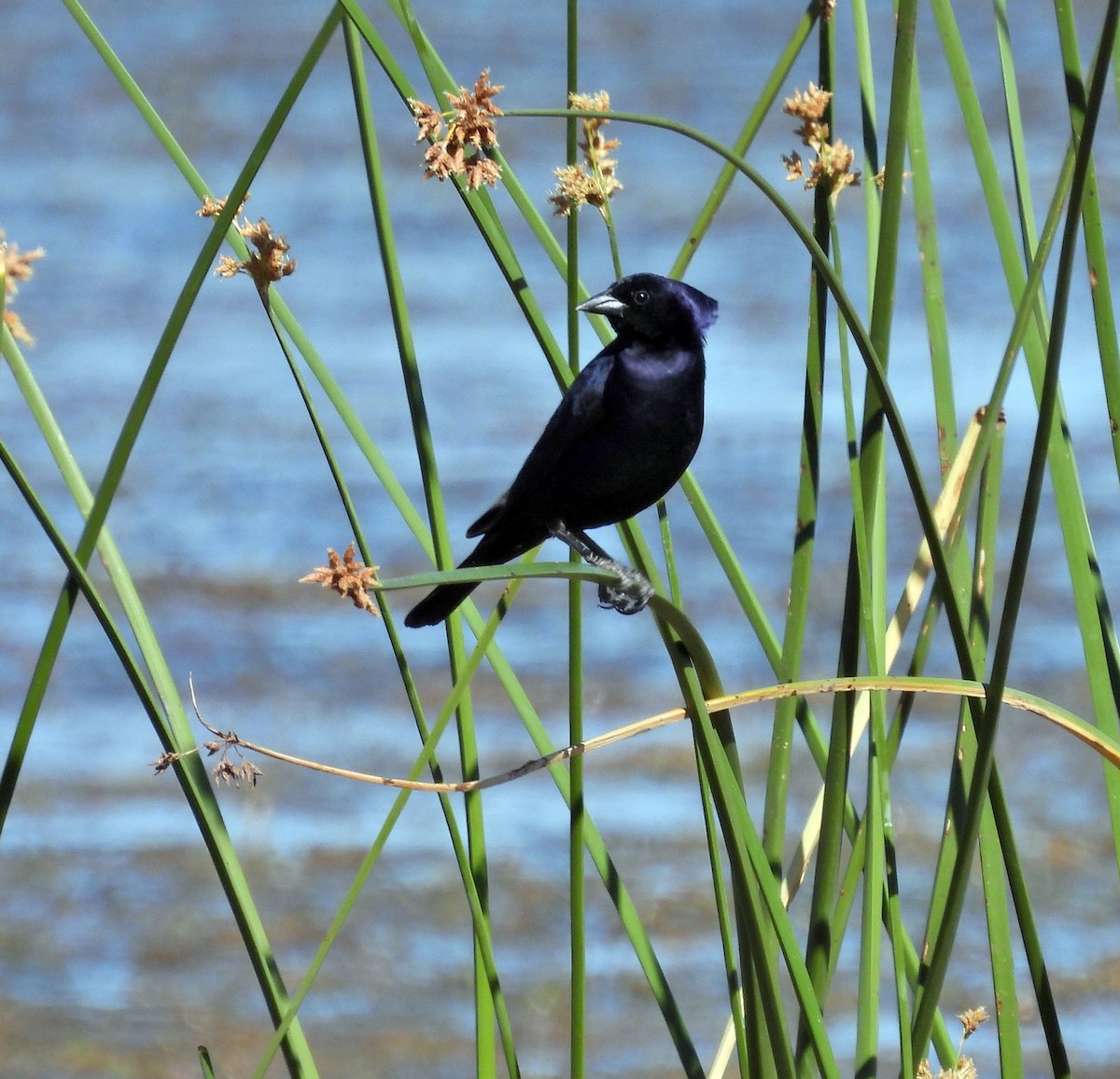Вашер синій - ML647555118