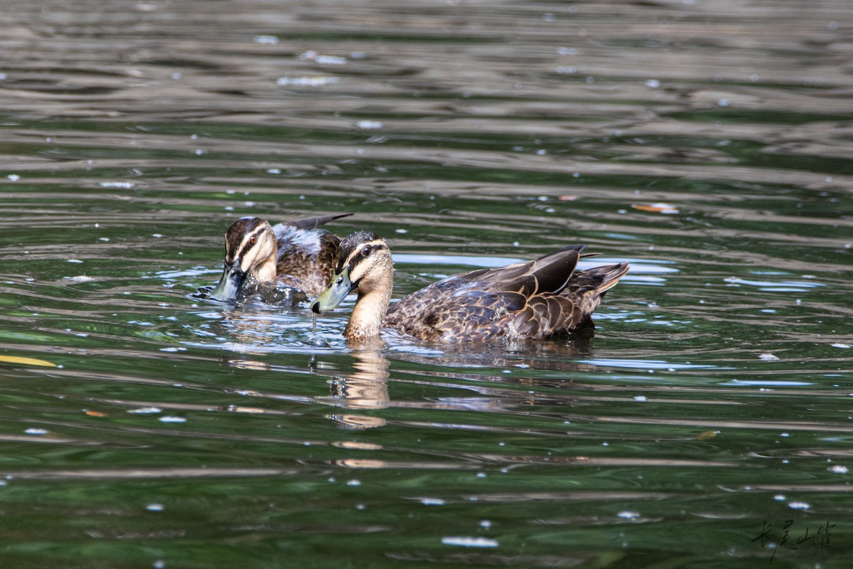 Крижень австралійський - ML647555121
