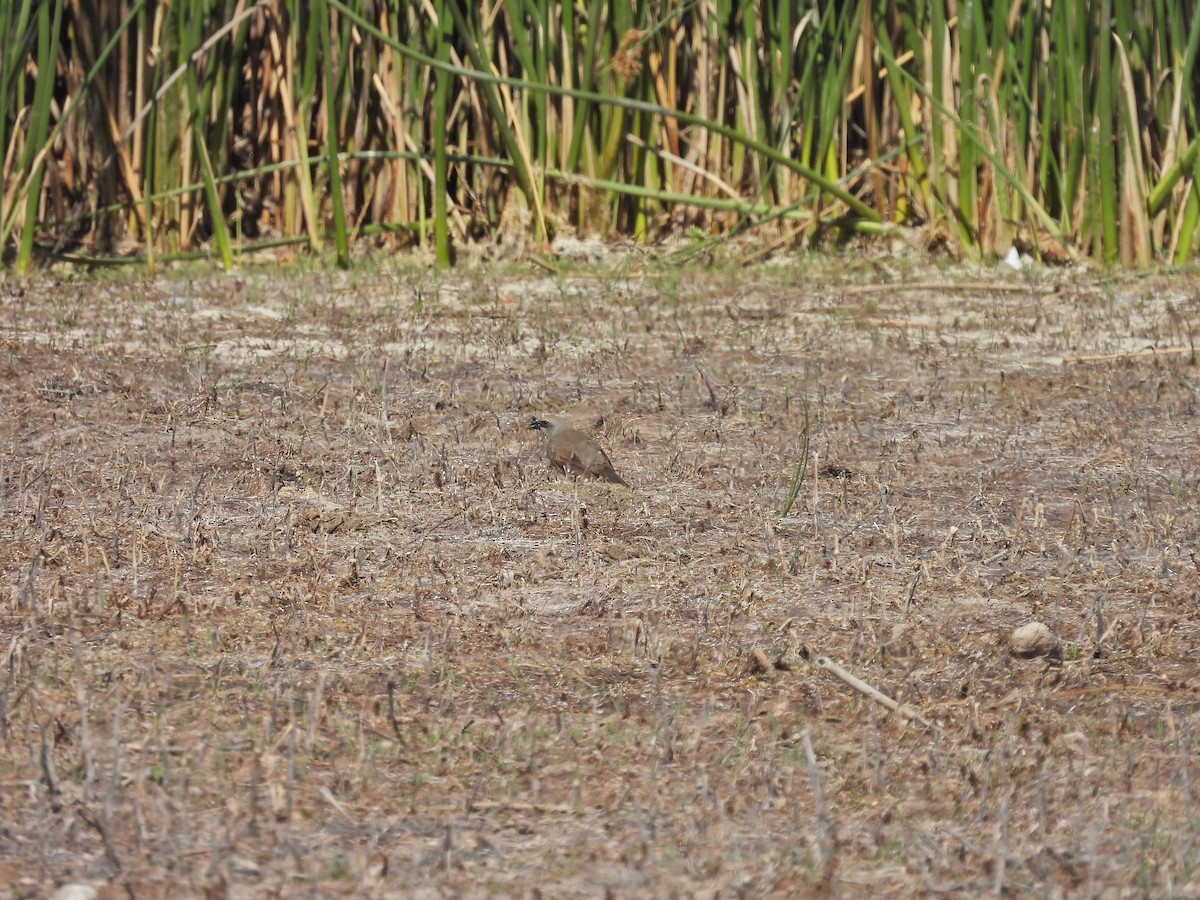 Вашер рудокрилий - ML647555124