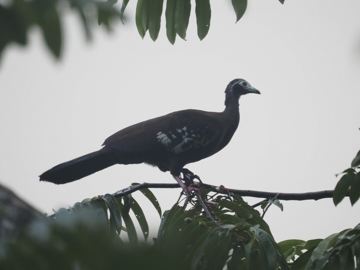 Абурі-крикун синьогорлий - ML647555126