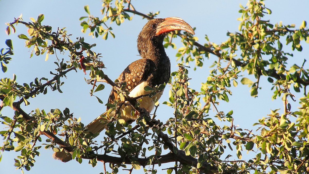 Токо ангольський - ML647555130