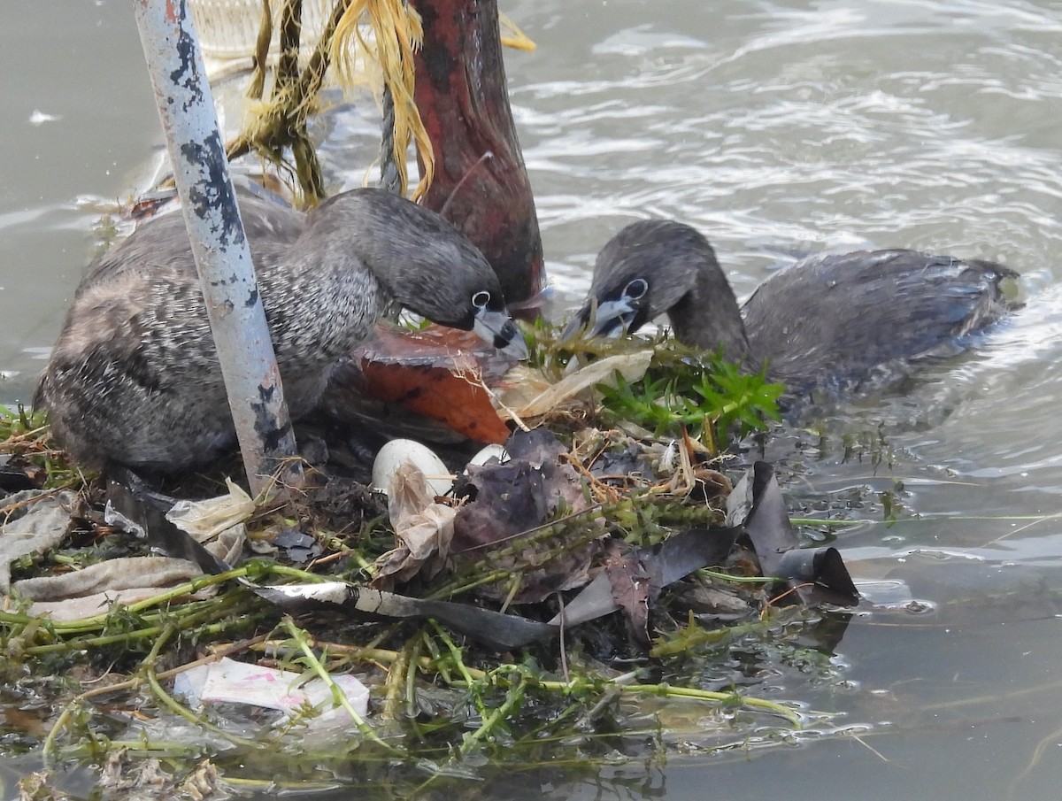 Пірникоза рябодзьоба - ML647555131