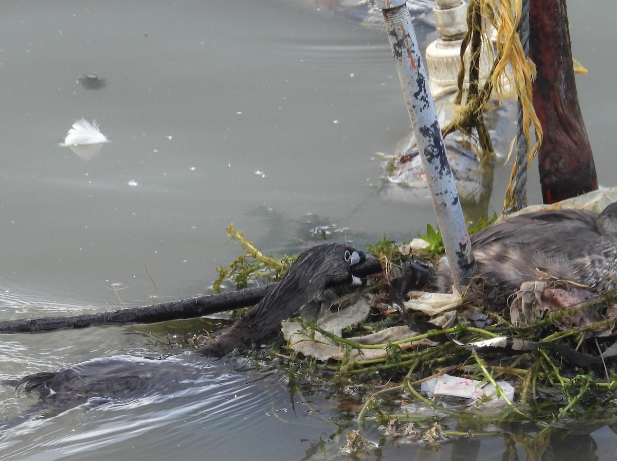 Пірникоза рябодзьоба - ML647555133