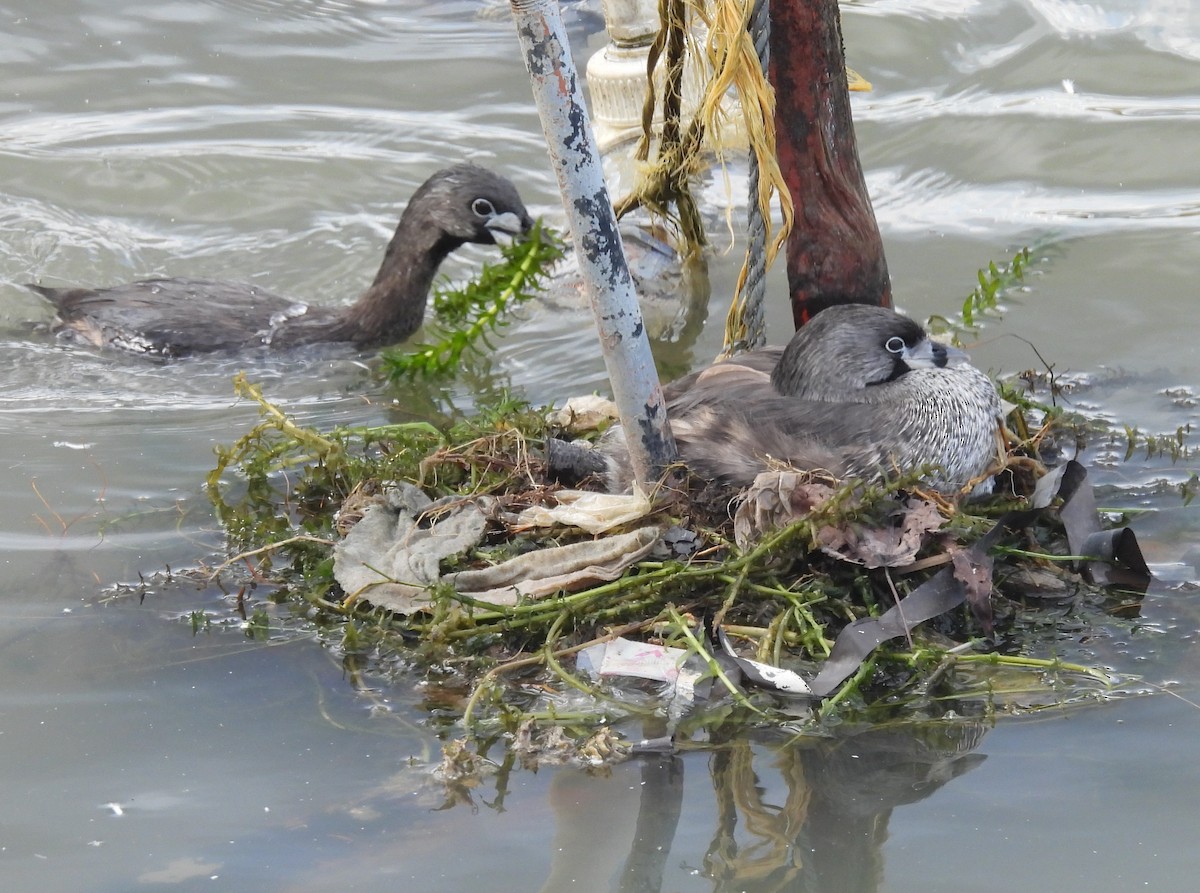 Пірникоза рябодзьоба - ML647555134