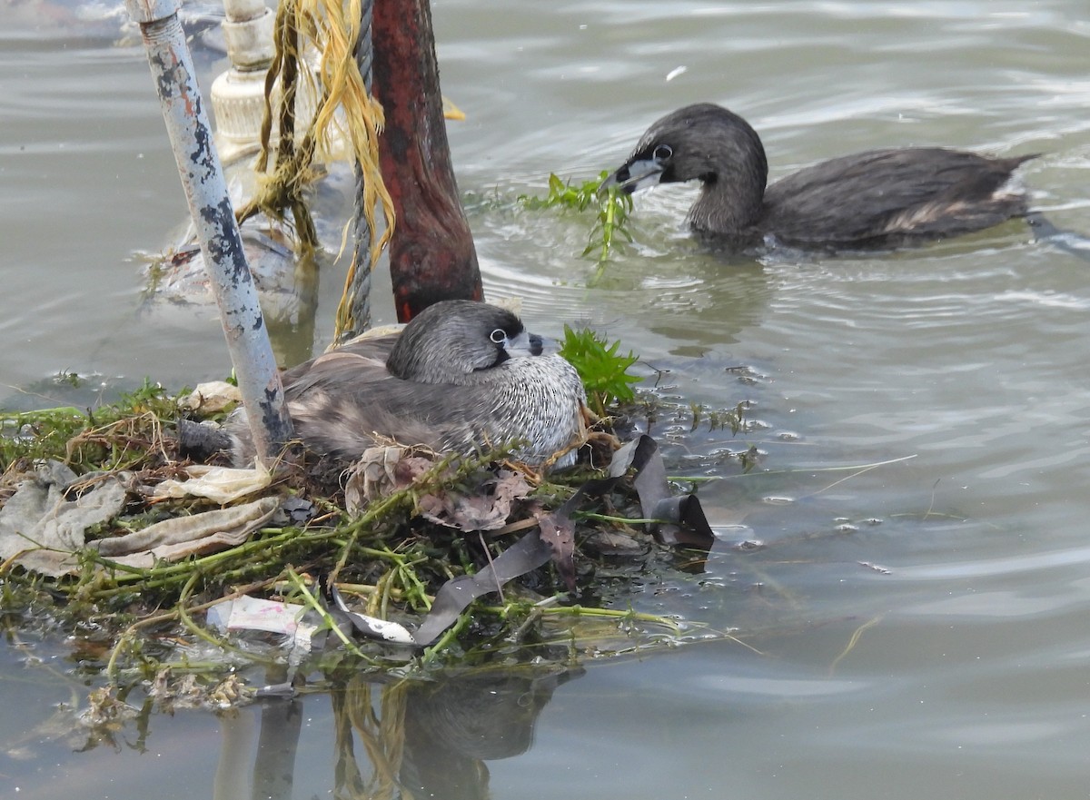 Пірникоза рябодзьоба - ML647555135