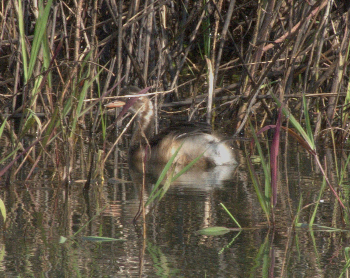 Пірникоза мала - ML647555137