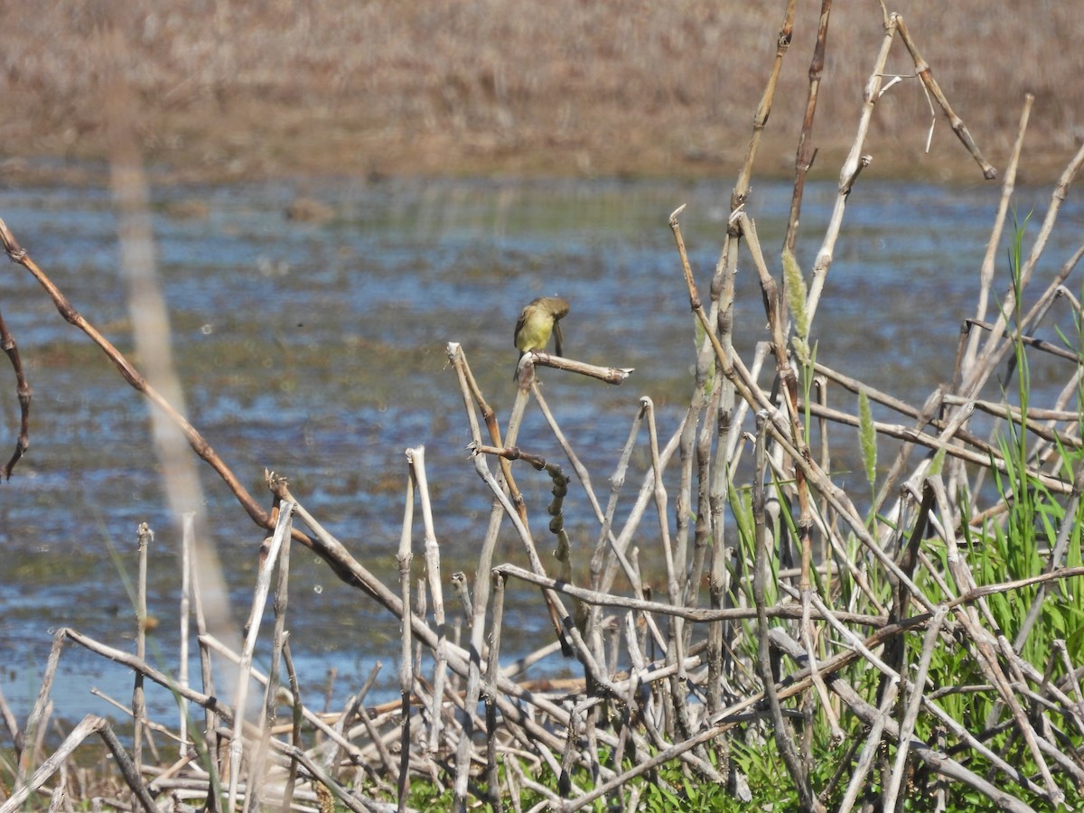 Посвірж короткодзьобий - ML647555139