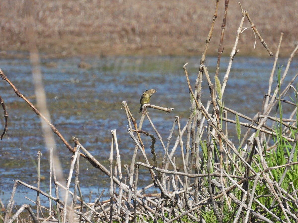 Посвірж короткодзьобий - ML647555140