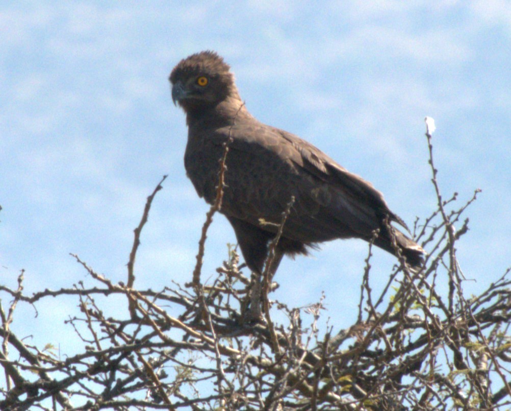 Змієїд бурий - ML647555144