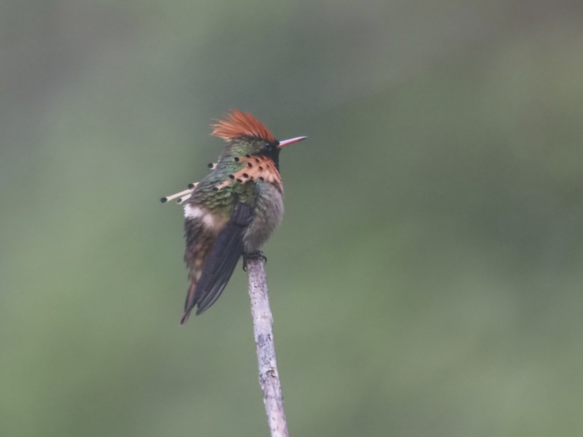 Колібрі-кокетка золотовусий - ML647555150