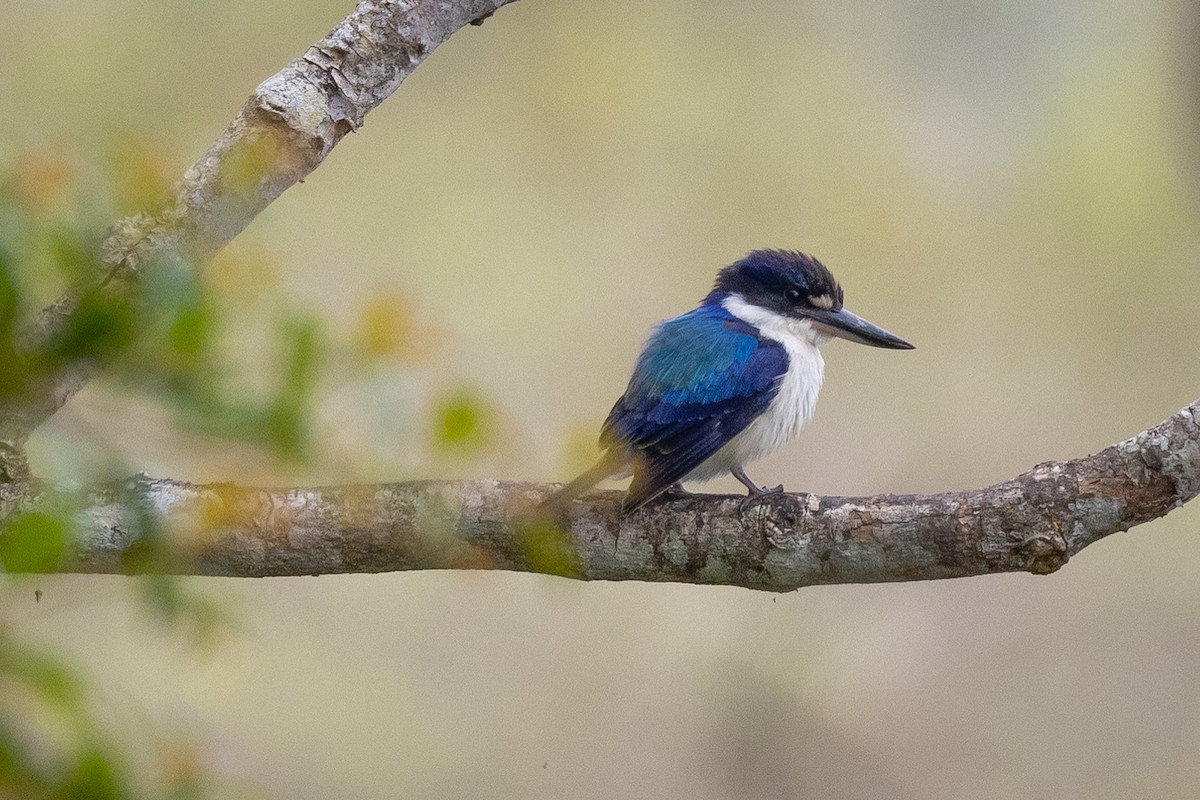 Forest Kingfisher - ML647555160