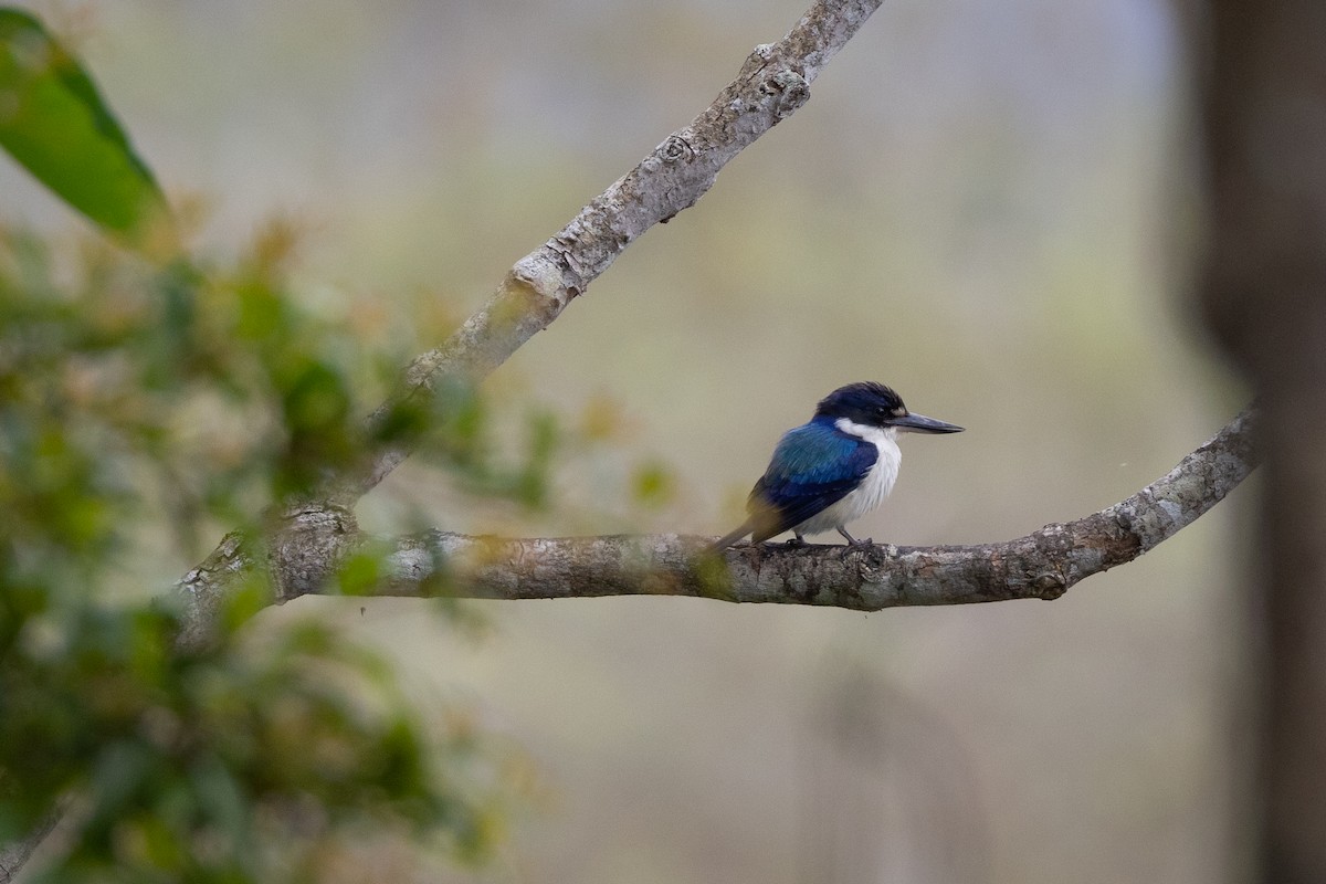 Forest Kingfisher - ML647555161
