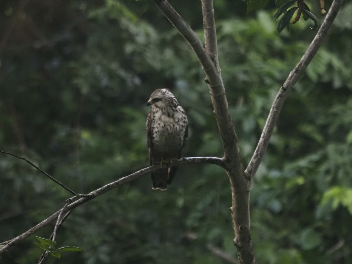 Busardo Aliancho - ML647555163