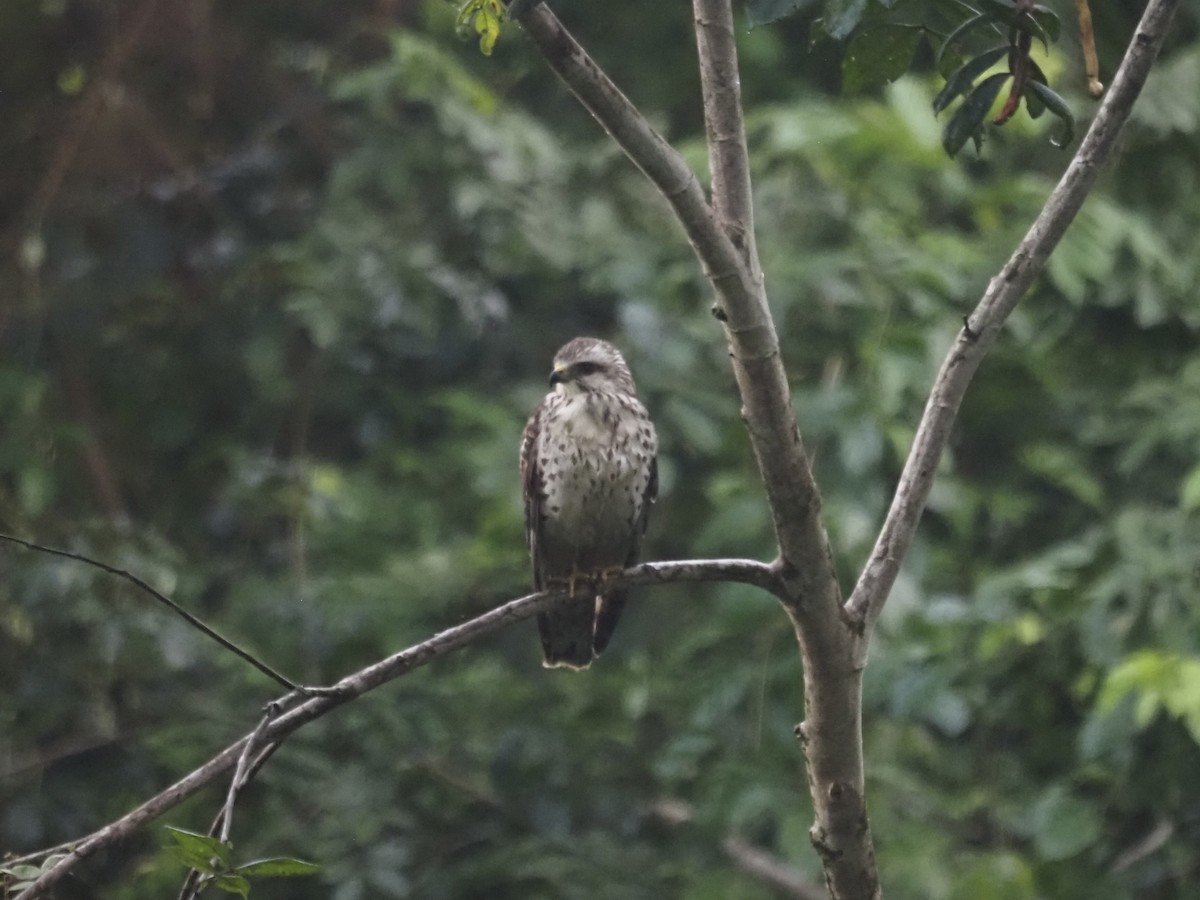 Busardo Aliancho - ML647555164