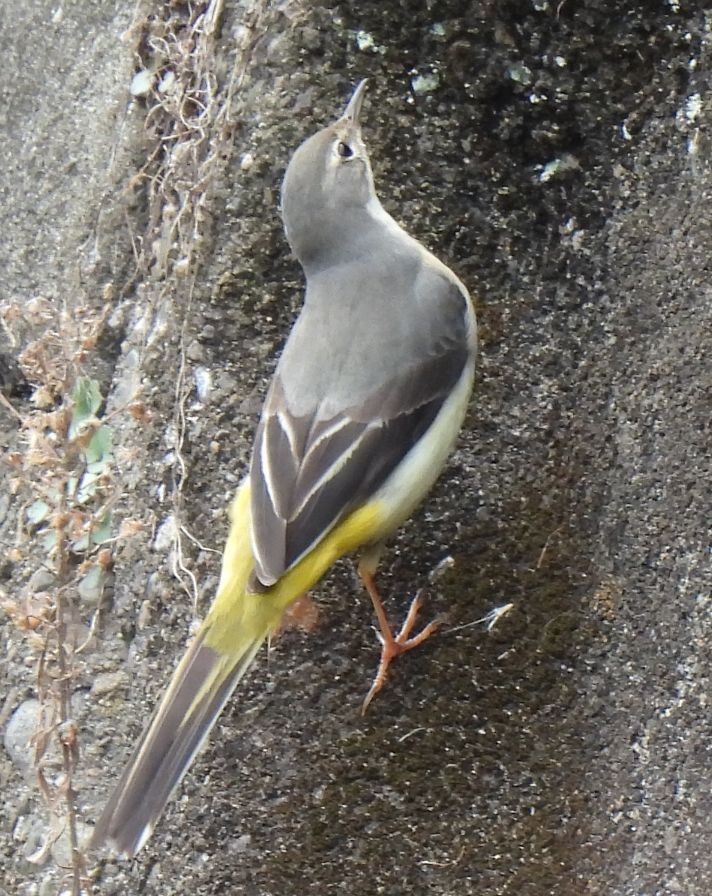 Плиска гірська - ML647555176