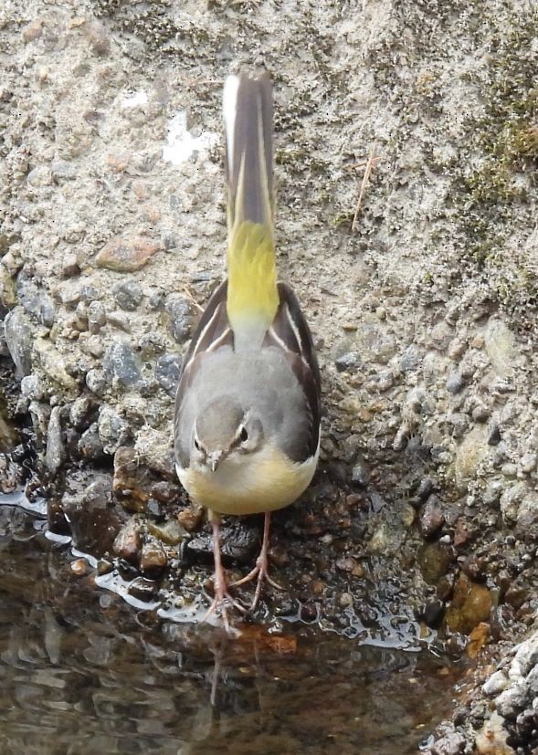 Плиска гірська - ML647555177