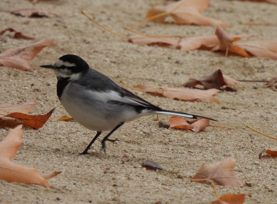 Плиска біла - ML647555183