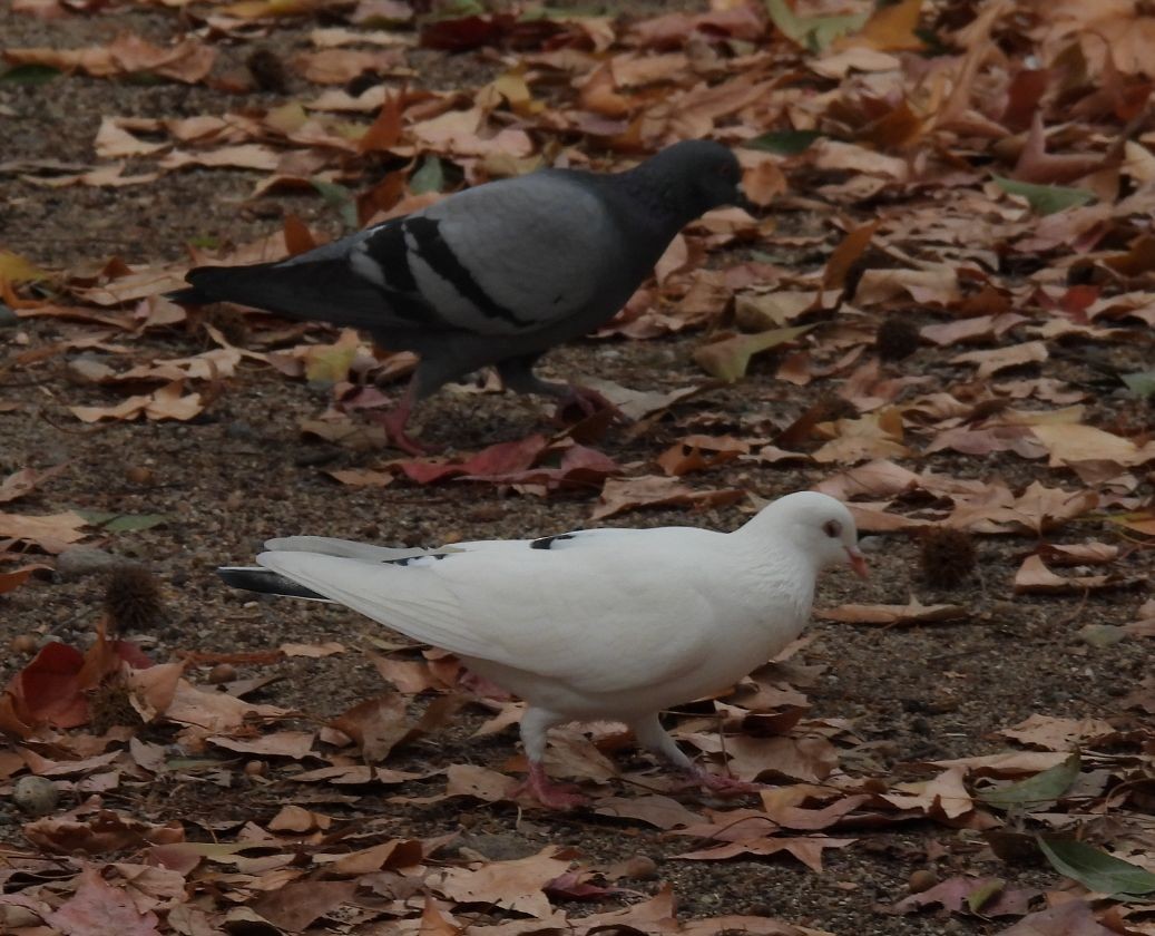 Голуб сизий (міський) - ML647555190