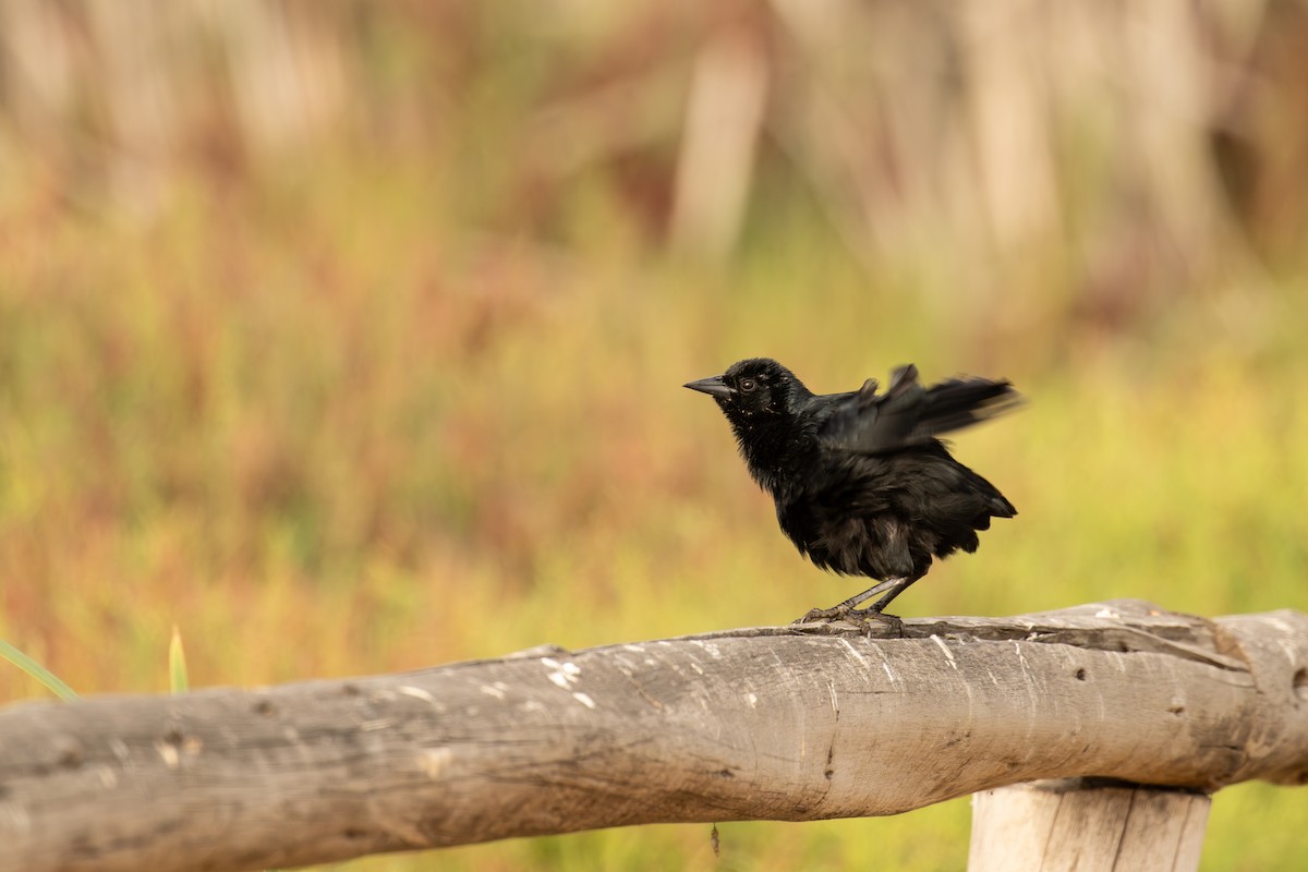 Scrub Blackbird - ML647555191