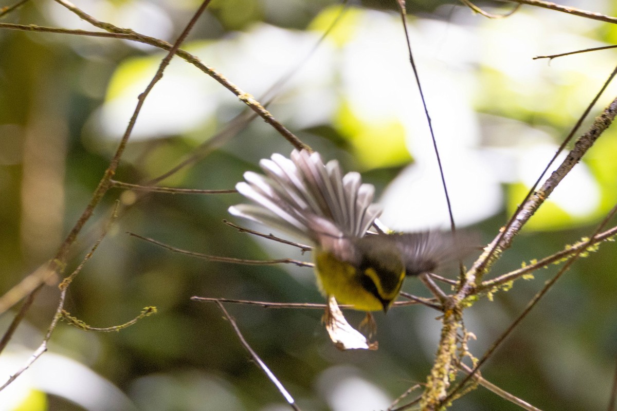 Yellow-bellied Fairy-Fantail - ML647555236