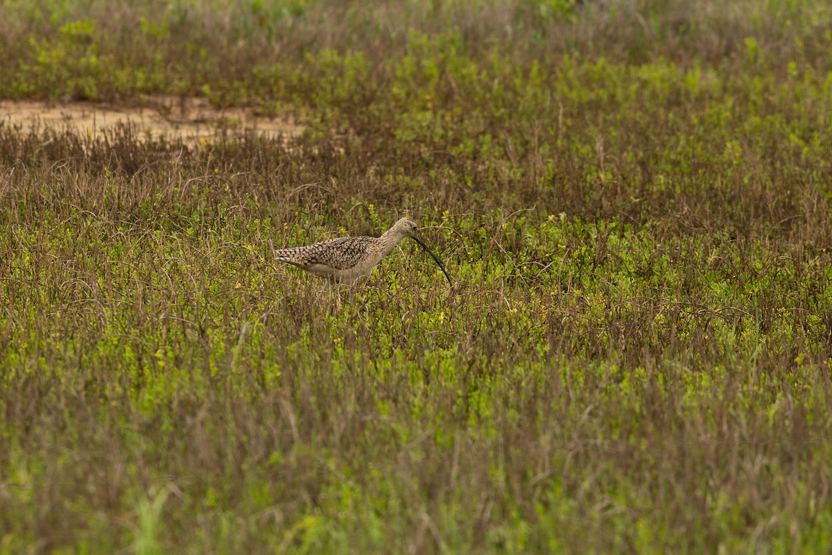 Long-billed Curlew - ML647555237