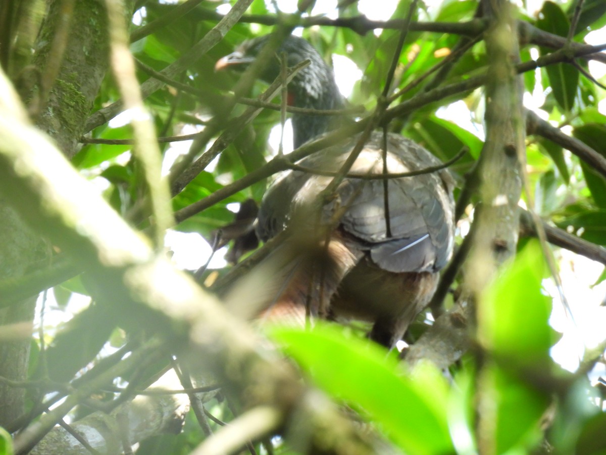 Andean Guan - ML647555238