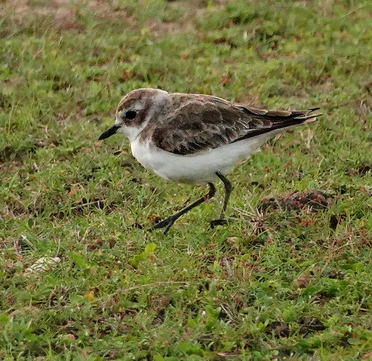 Tibetan Sand-Plover - ML647555245