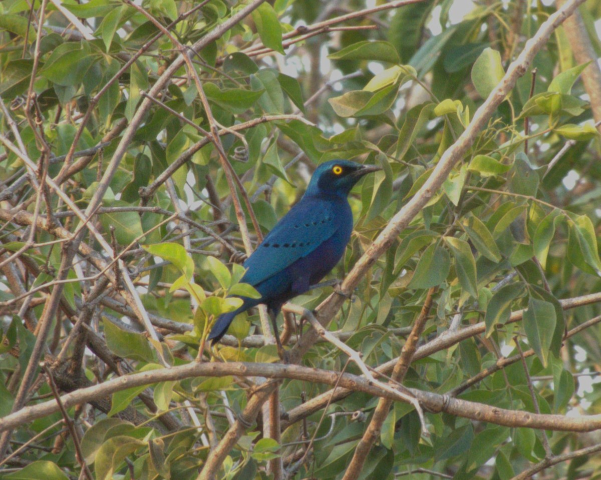 leskoptev kovová - ML647555253