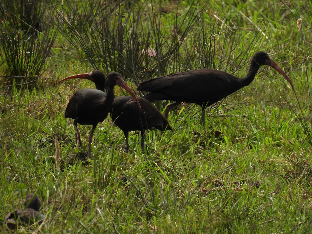 Bare-faced Ibis - ML647555262