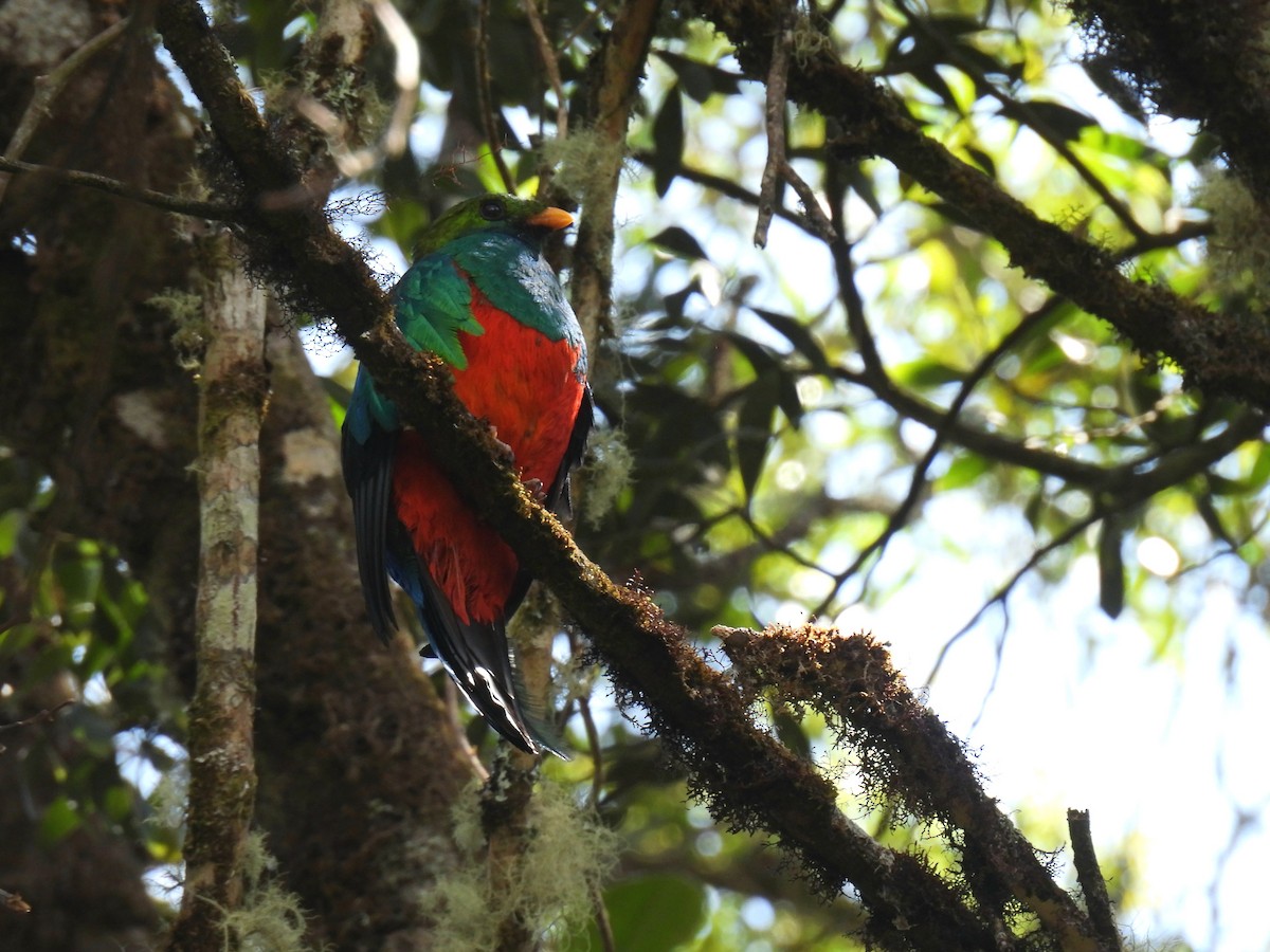 Quetzal doré - ML647555267