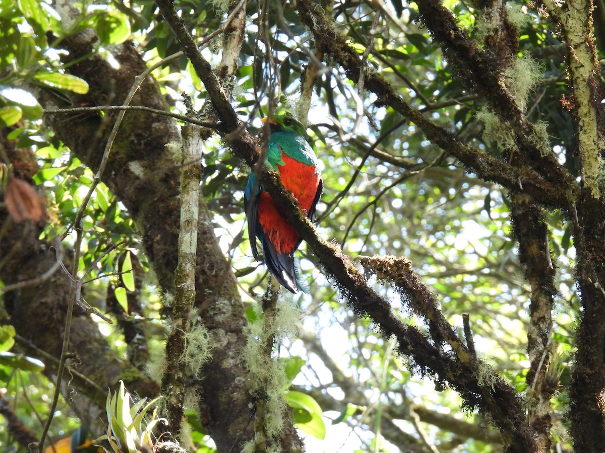 Quetzal doré - ML647555269