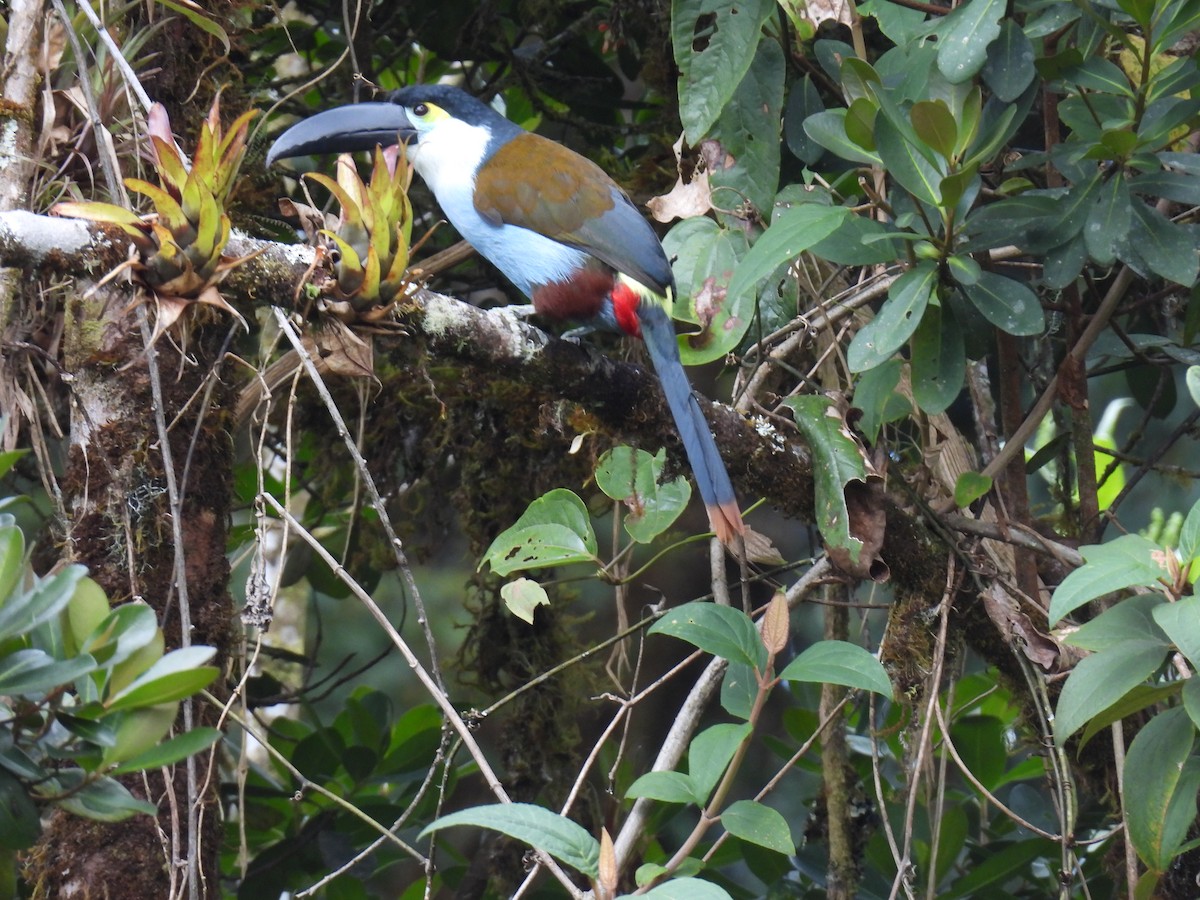 Андигена білощока - ML647555276